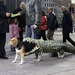 croco-doggie.jpg