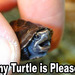 tinyturtlezx8.jpg